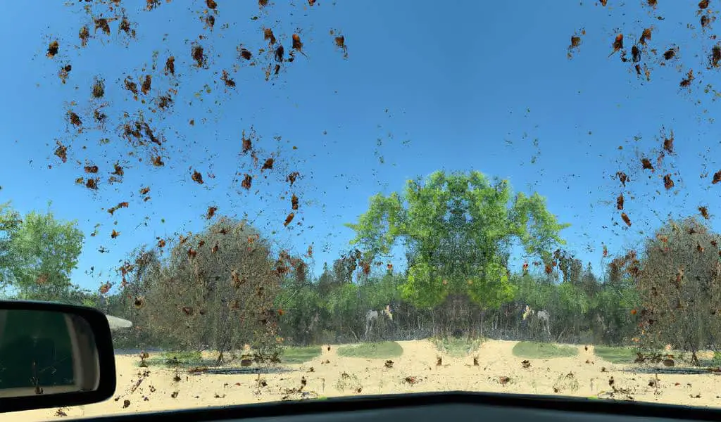 how to get dried bugs off windshield